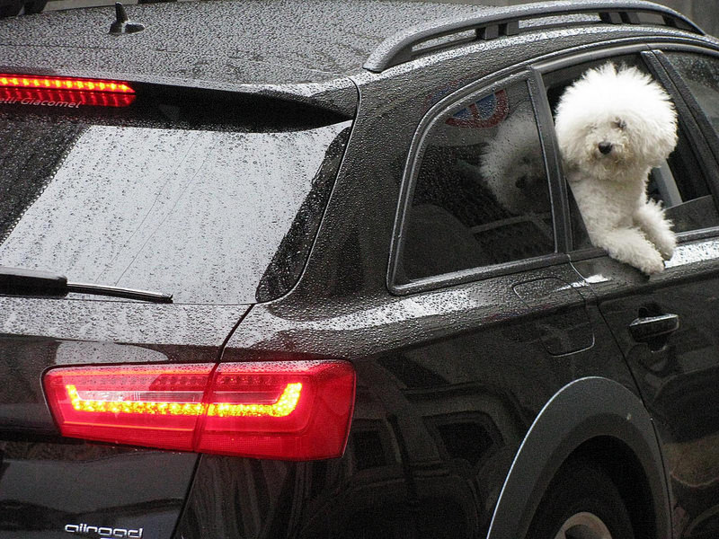 Vídeo mostra o que acontece quando animais são transportados incorretamente