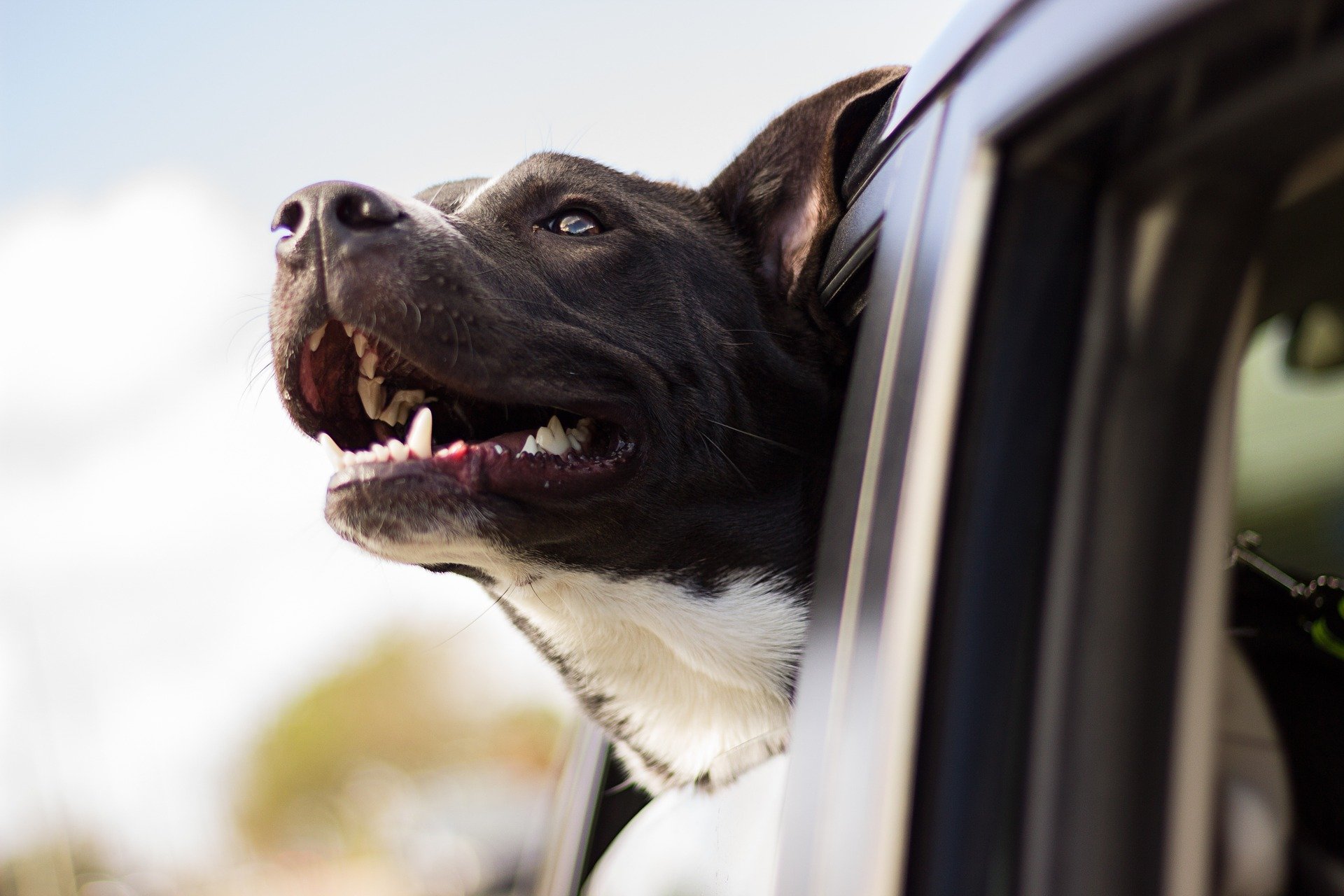 Pet no carro: veja dicas para transportar animais com segurança