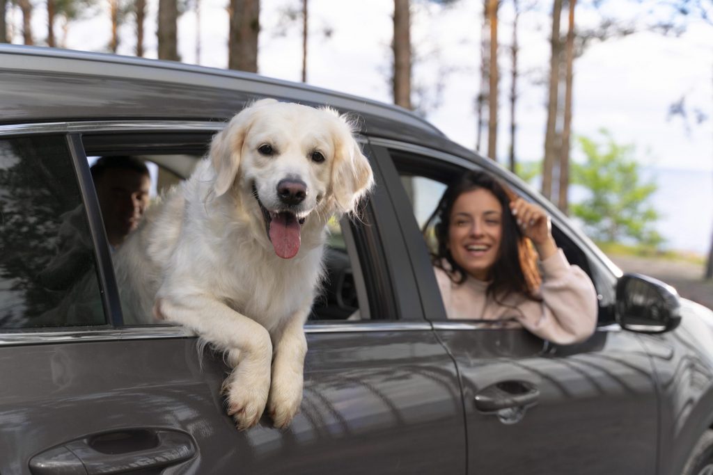 Veja como transportar pet sem ter carro. é possível contratar serviço de aluguel por app, como a Turbi, que oferece capa protetora e cinto