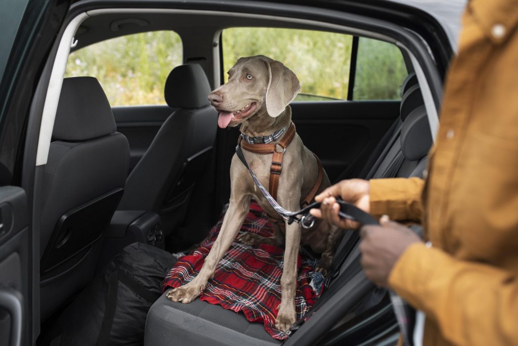 Veja como transportar pet sem ter carro. é possível contratar serviço de aluguel por app, como a Turbi, que oferece capa protetora e cinto