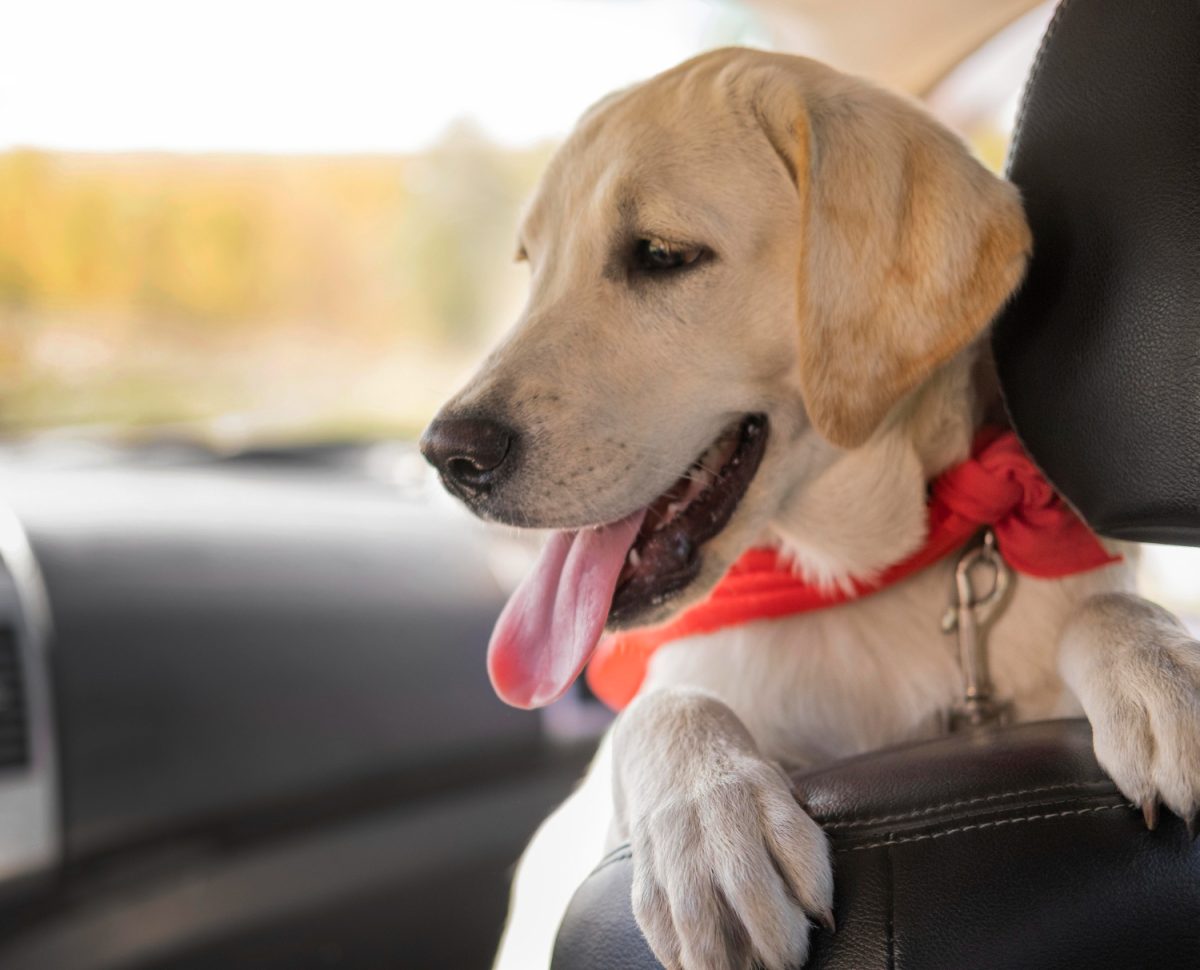 Cinto para cachorro e outras formas de levar seu pet nas viagens de fim de ano