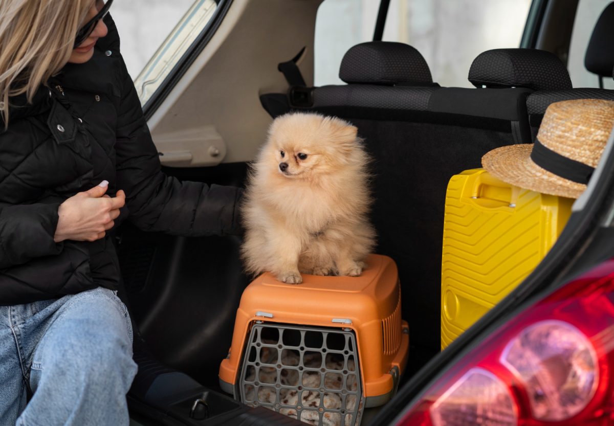 Regras para viajar com cachorro de carro