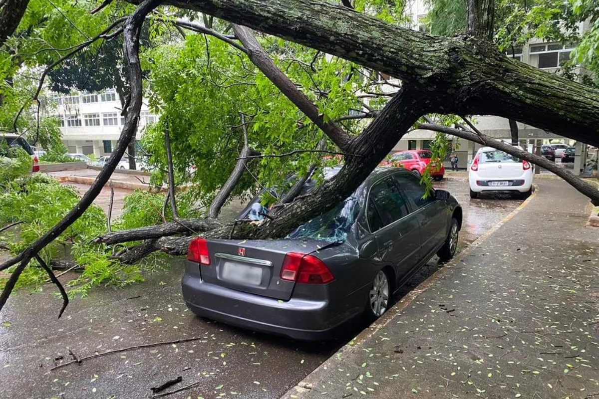 Uma árvore caiu no seu carro? Veja como agir e quem cobrar