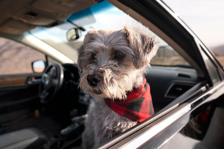 Como viajar com seu pet pela Uber