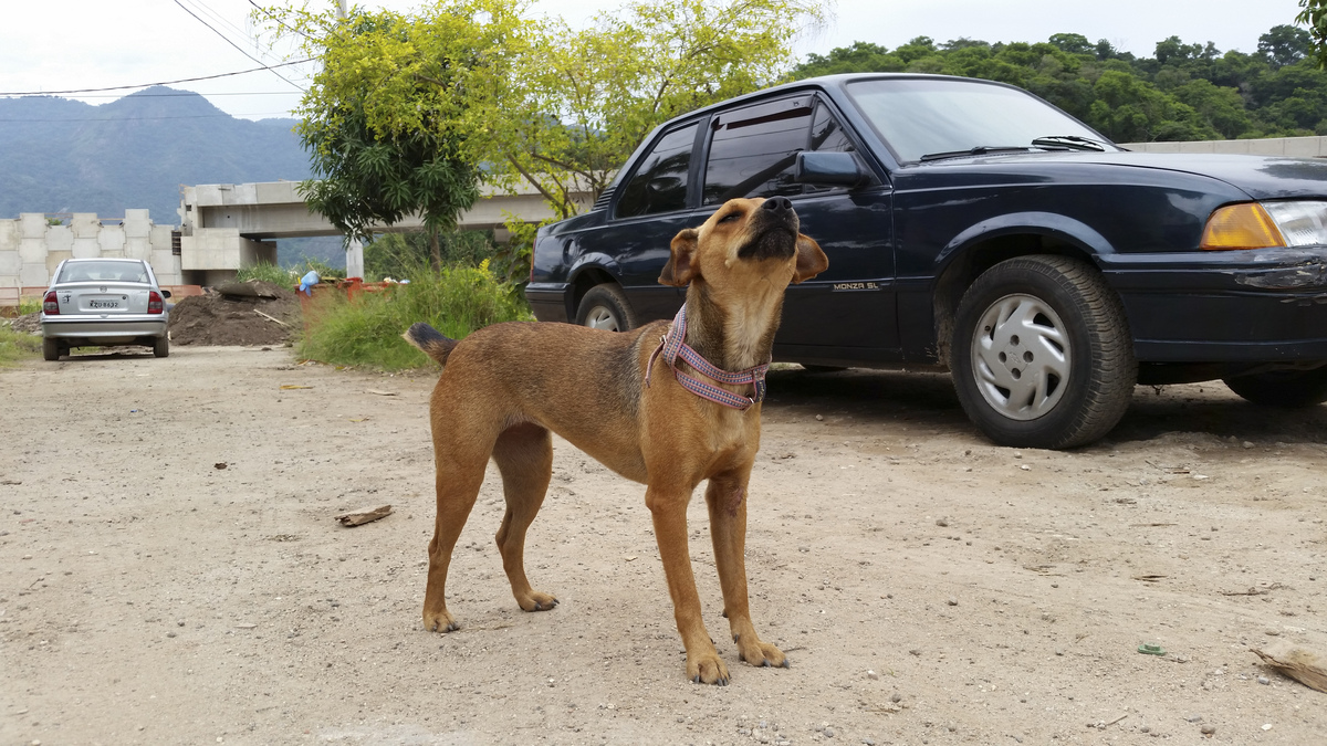 Cachorro