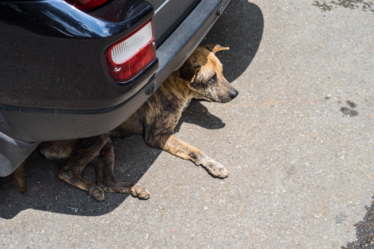 Pets também podem se esconder embaixo do carro. Foto: reprodução/internet