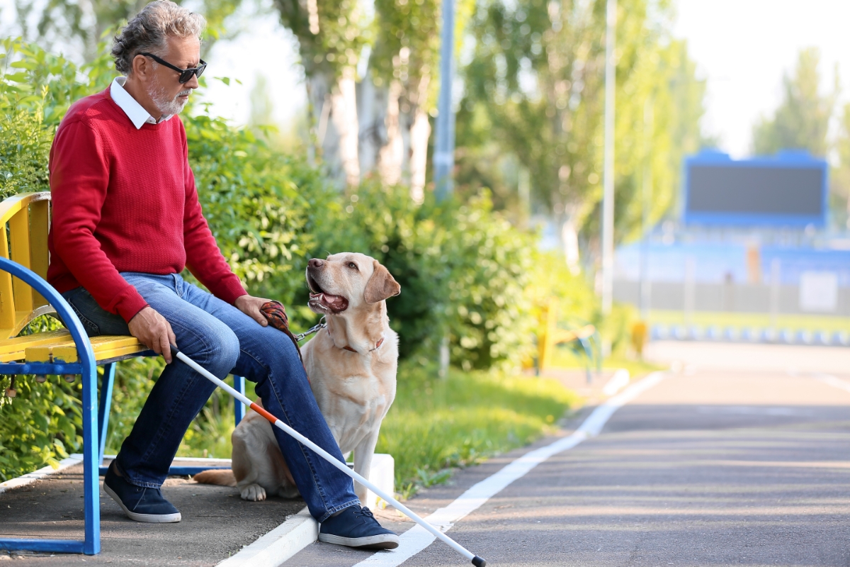 Precisa pegar Uber com cão-guia? Conheça os seus direitos