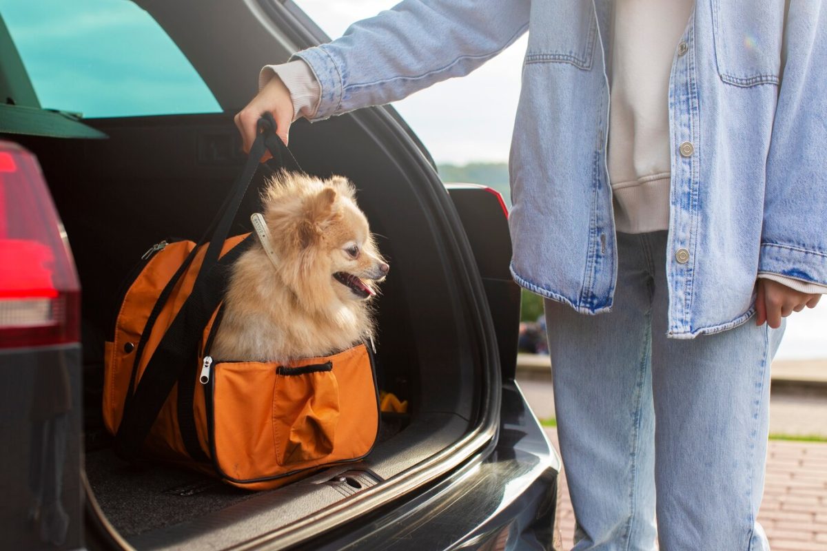 Transporte de pets no carro: as 3 multas que você pode levar caso não cumpra a lei