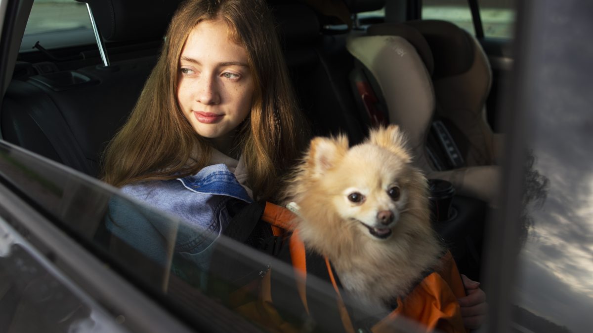 PL quer obrigar transporte de pets em carros de app