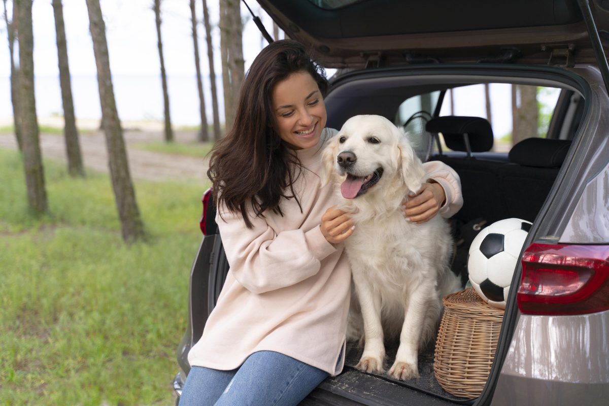 Nova linha de acessórios automotivos da Hyundai Mobis permite levar pets no carro com segurança