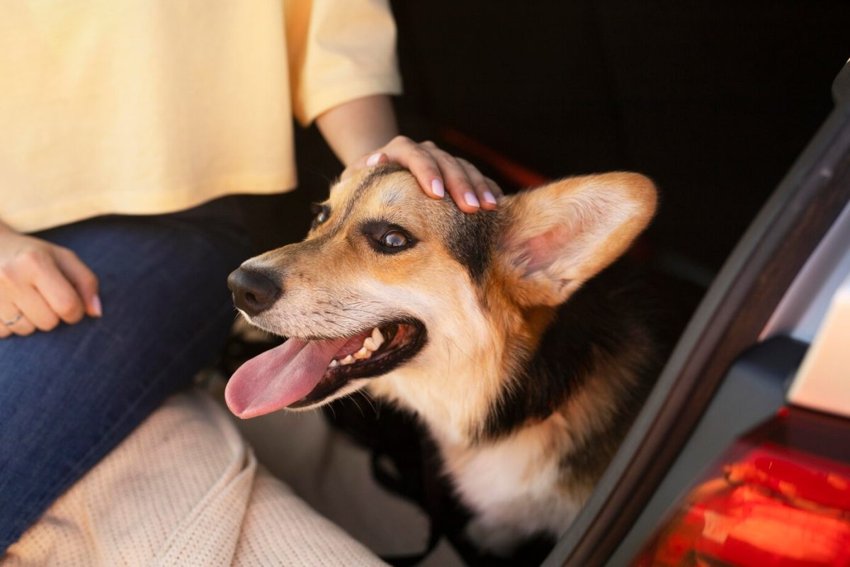 Dia do cachorro: veja como transportar seu amigo em segurança