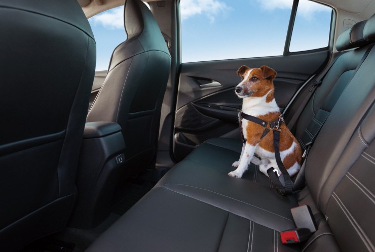 Novo serviço da Chevrolet para pets