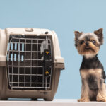 O desafio de viajar com pets e a luta por regras humanizadas no Brasil