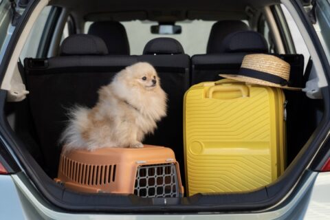 Vai viajar? Veja como preparar seu cão ou gato para as viagens de fim de ano sem sustos