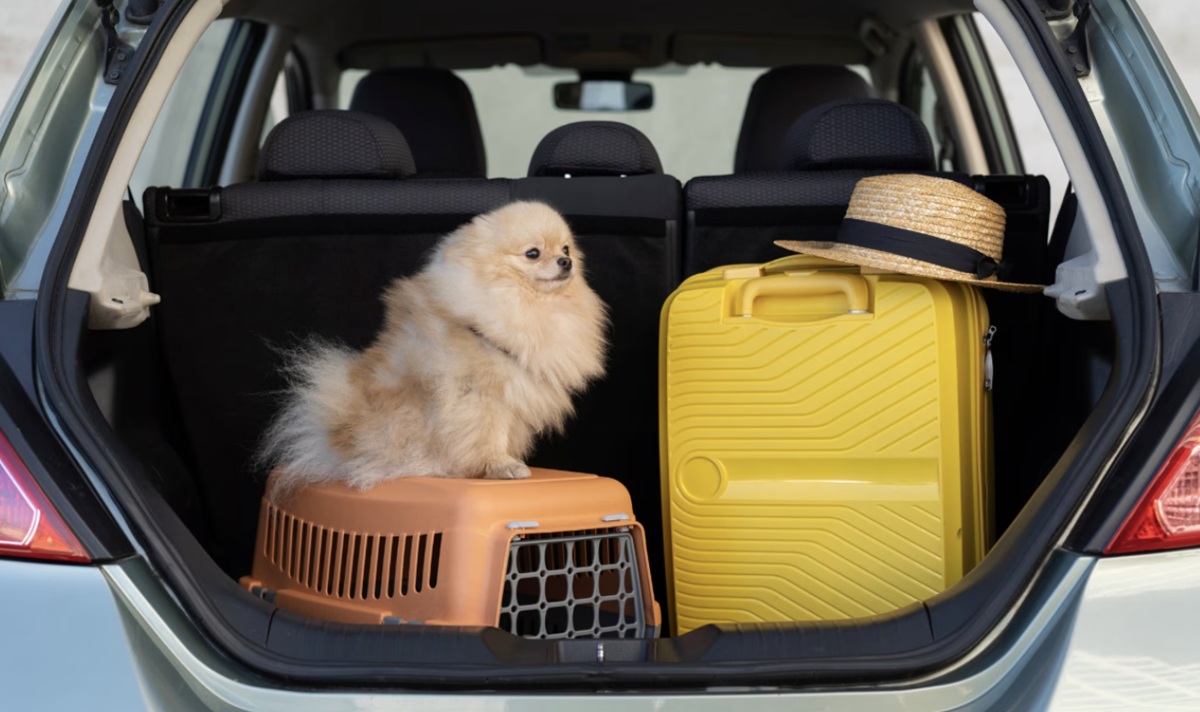Vai viajar? Veja como preparar seu cão ou gato para as viagens de fim de ano sem sustos
