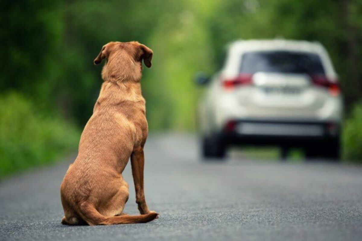 Abandonar animais na rua pode render punição ao motorista.